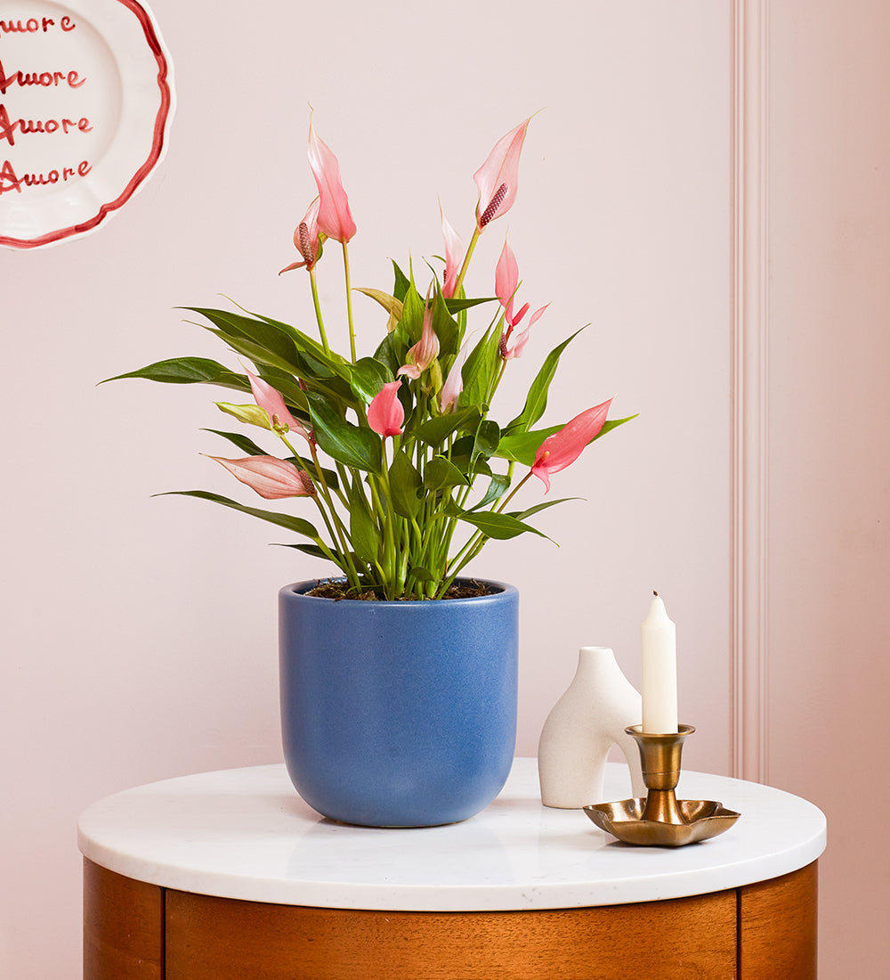 Anthurium Lilli & Pot