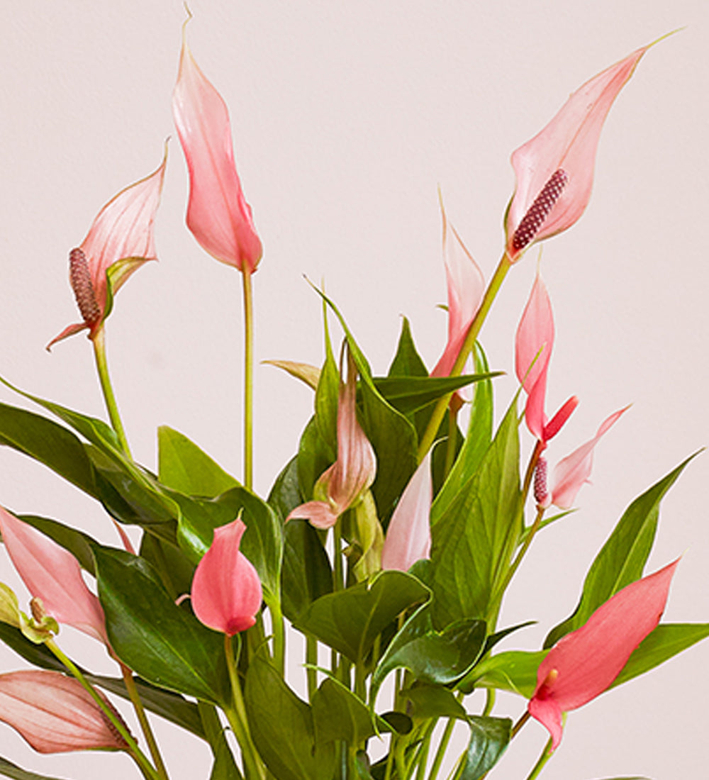 Anthurium Lilli & Pot