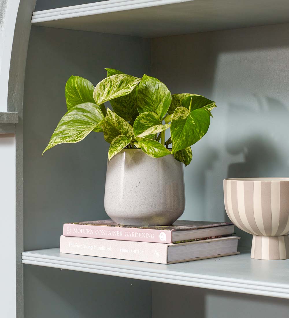 Marble Pothos & Pot