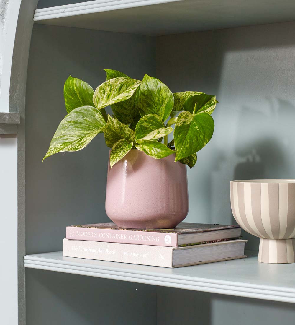 Marble Pothos & Pot