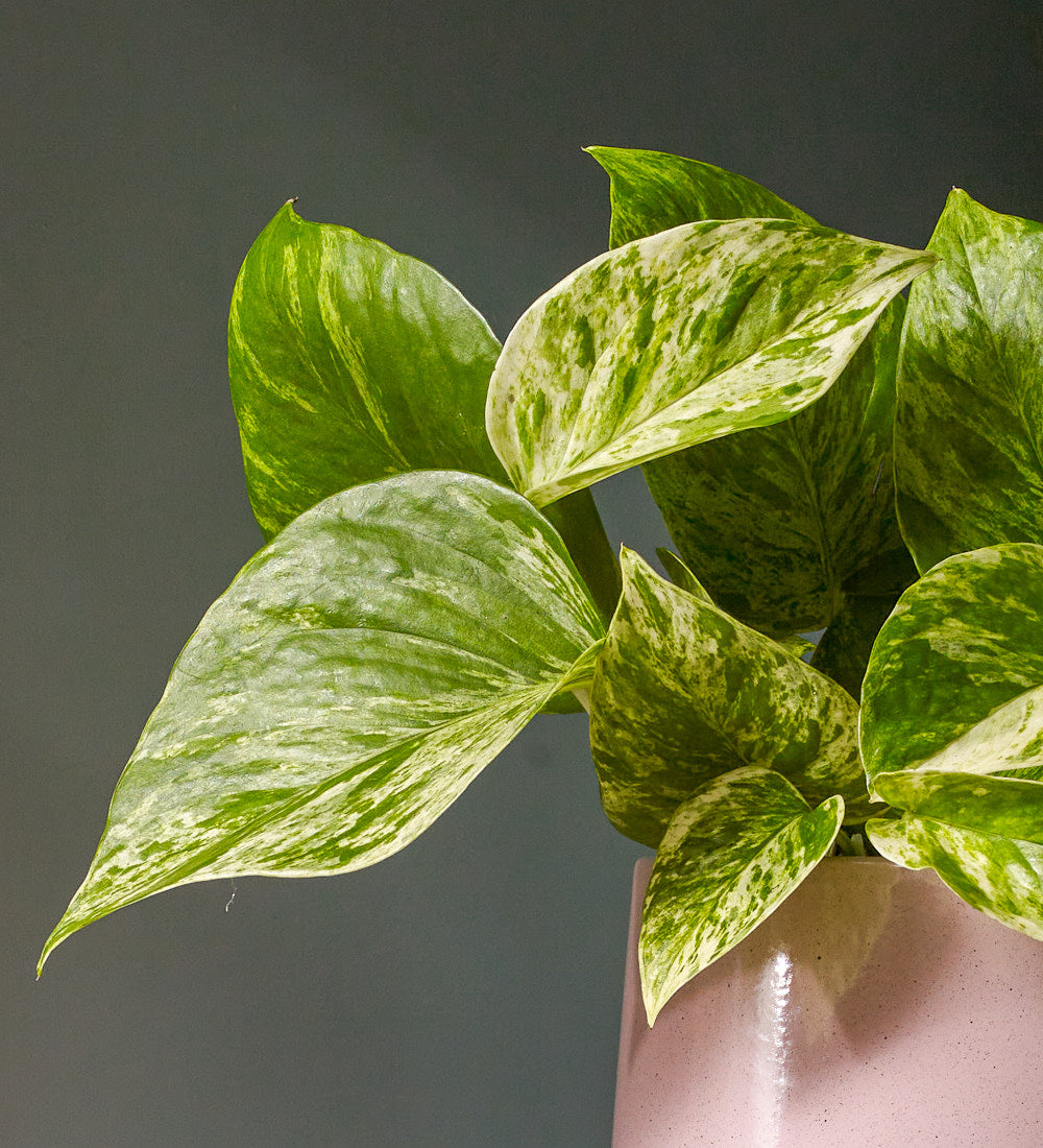 Marble Pothos & Pot