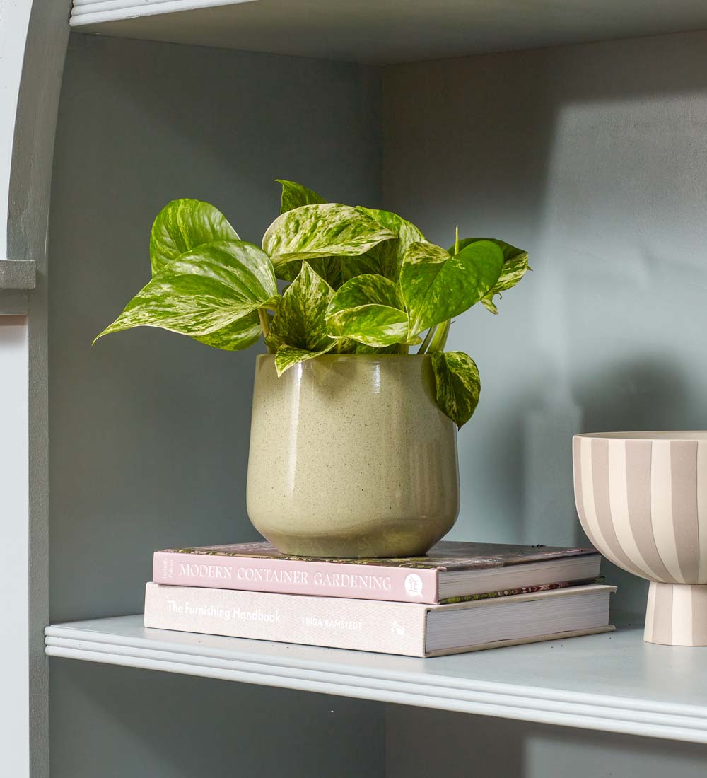 Marble Pothos & Pot