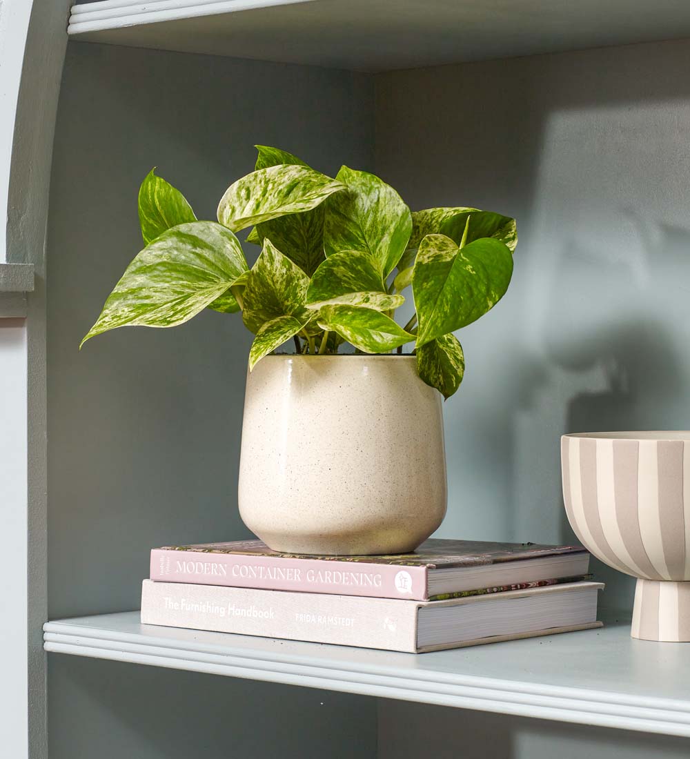 Marble Pothos & Pot