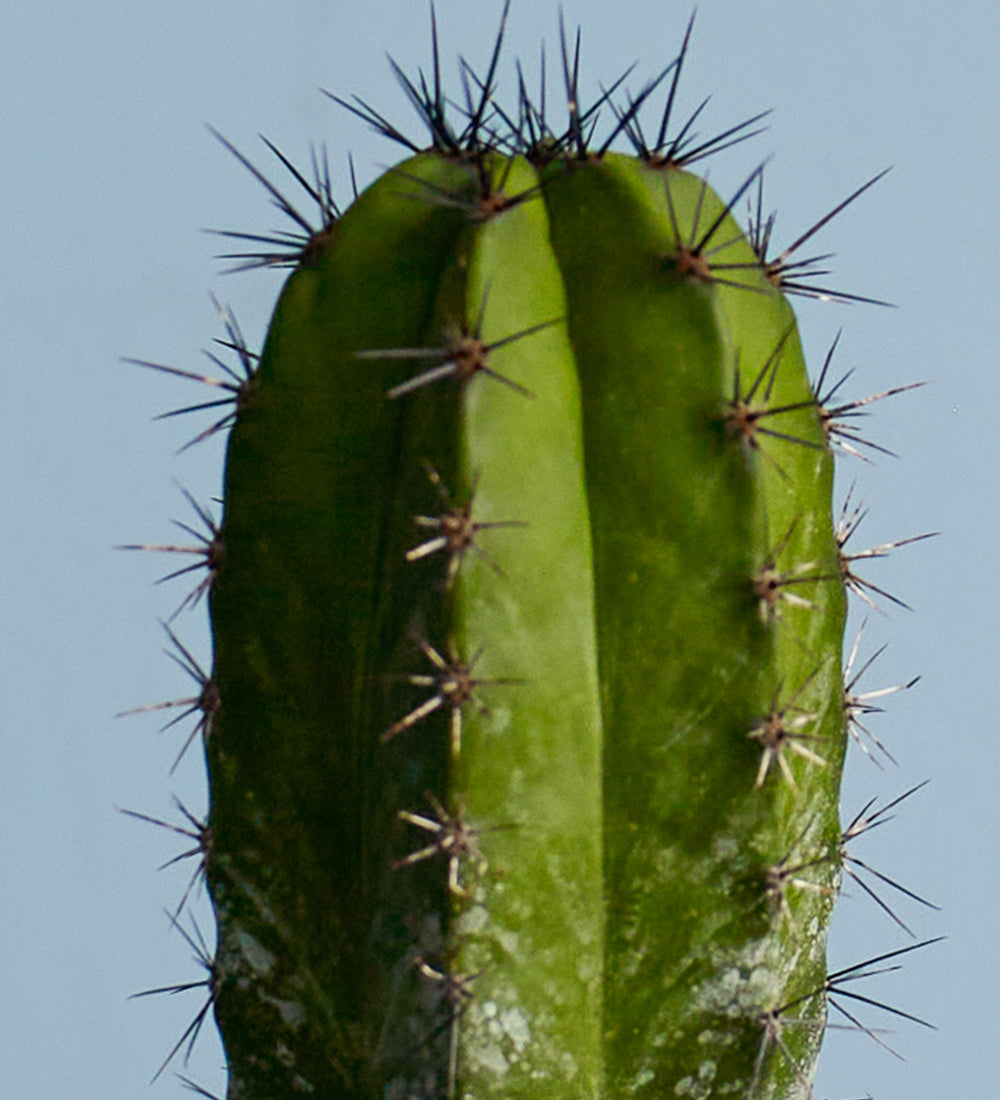 Cacti & Pot