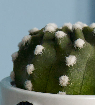 Cacti & Pot