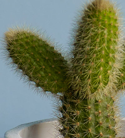 Cacti & Pot