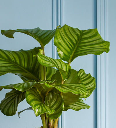 Calathea Orbifolia & Pot