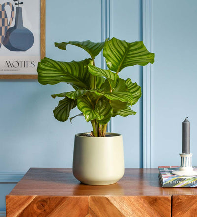 Calathea Orbifolia & Pot