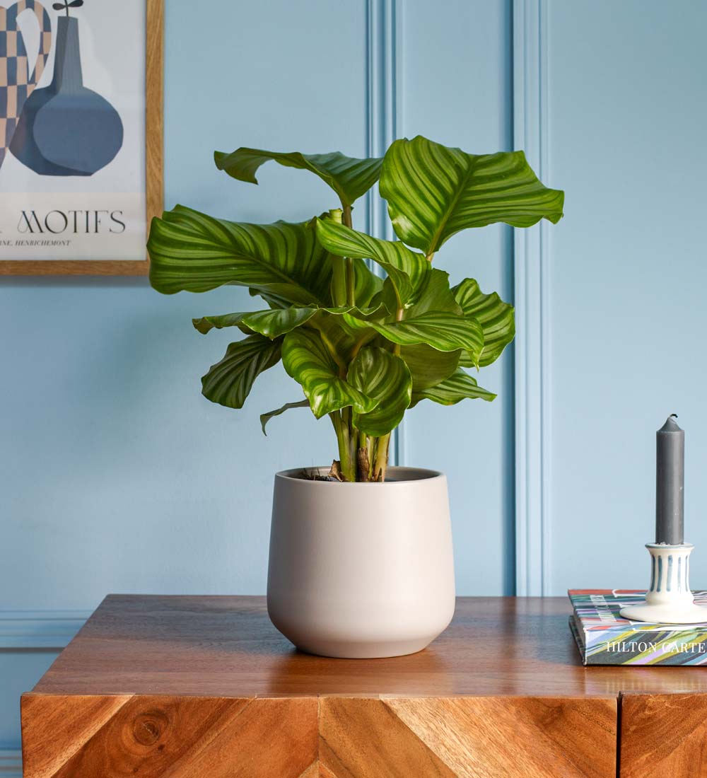 Calathea Orbifolia & Pot