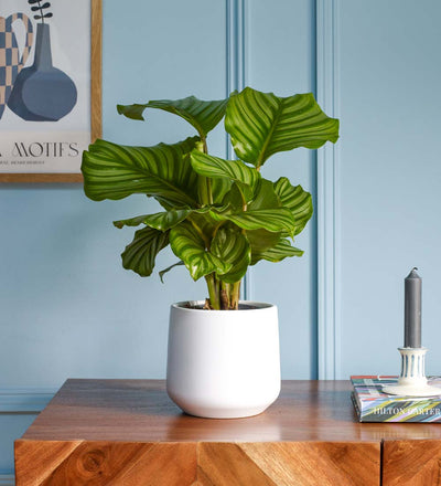 Calathea Orbifolia & Pot