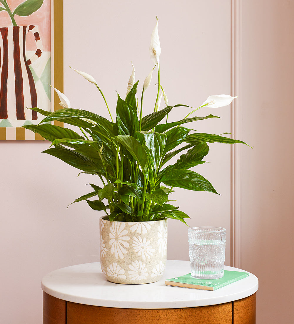 Peace Lily & Pot