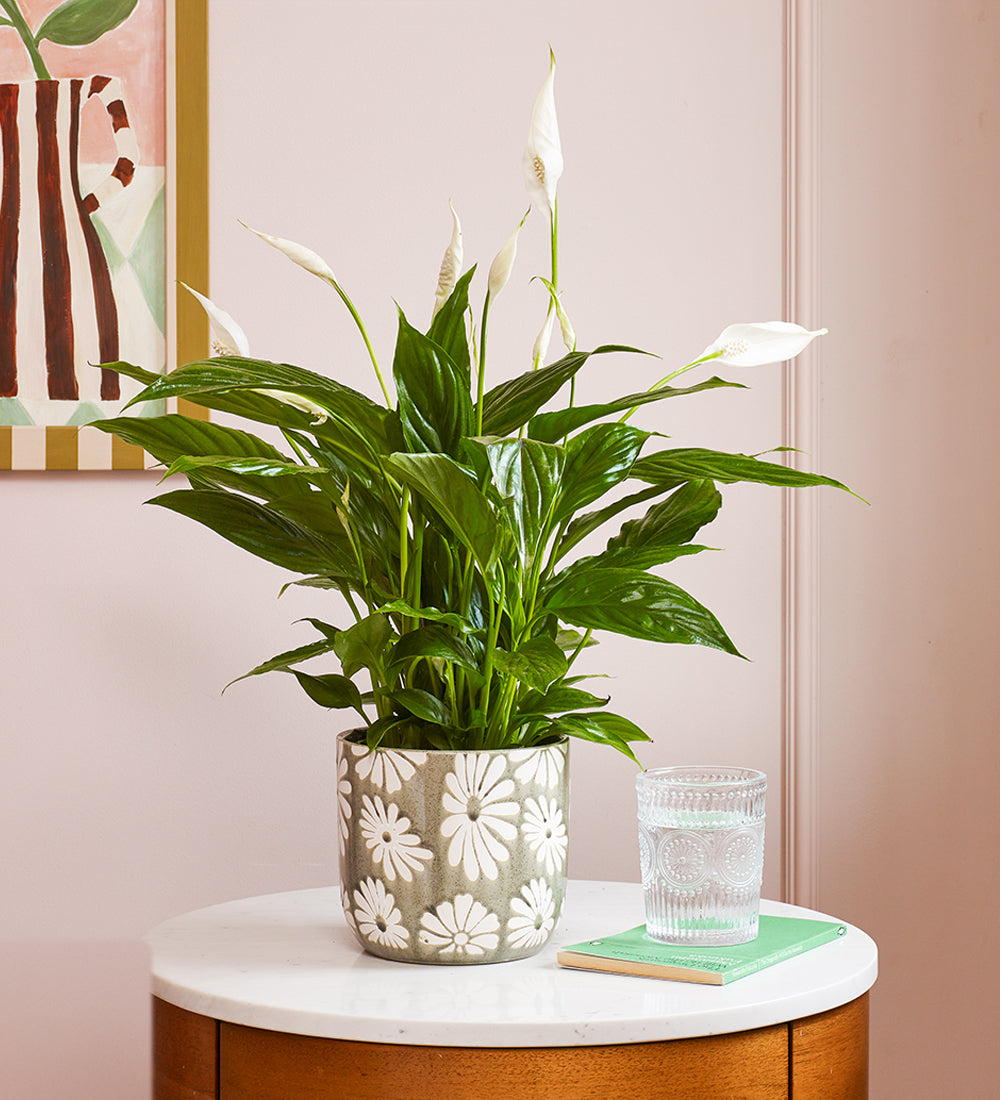 Peace Lily & Pot