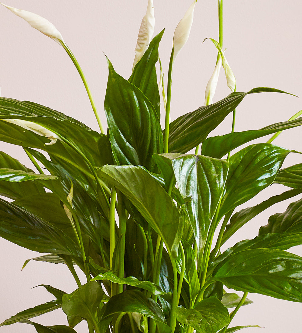 Peace Lily & Pot