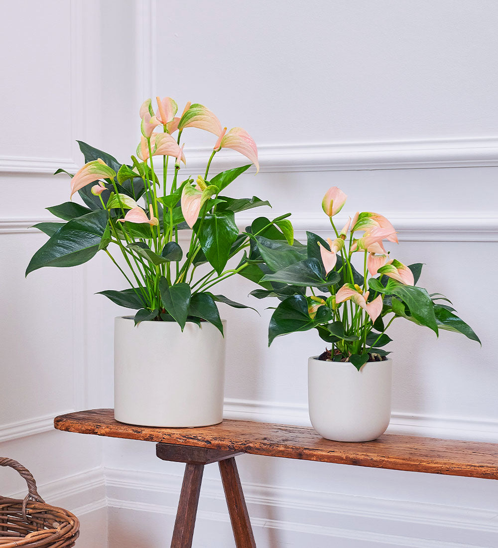 Peach Anthurium