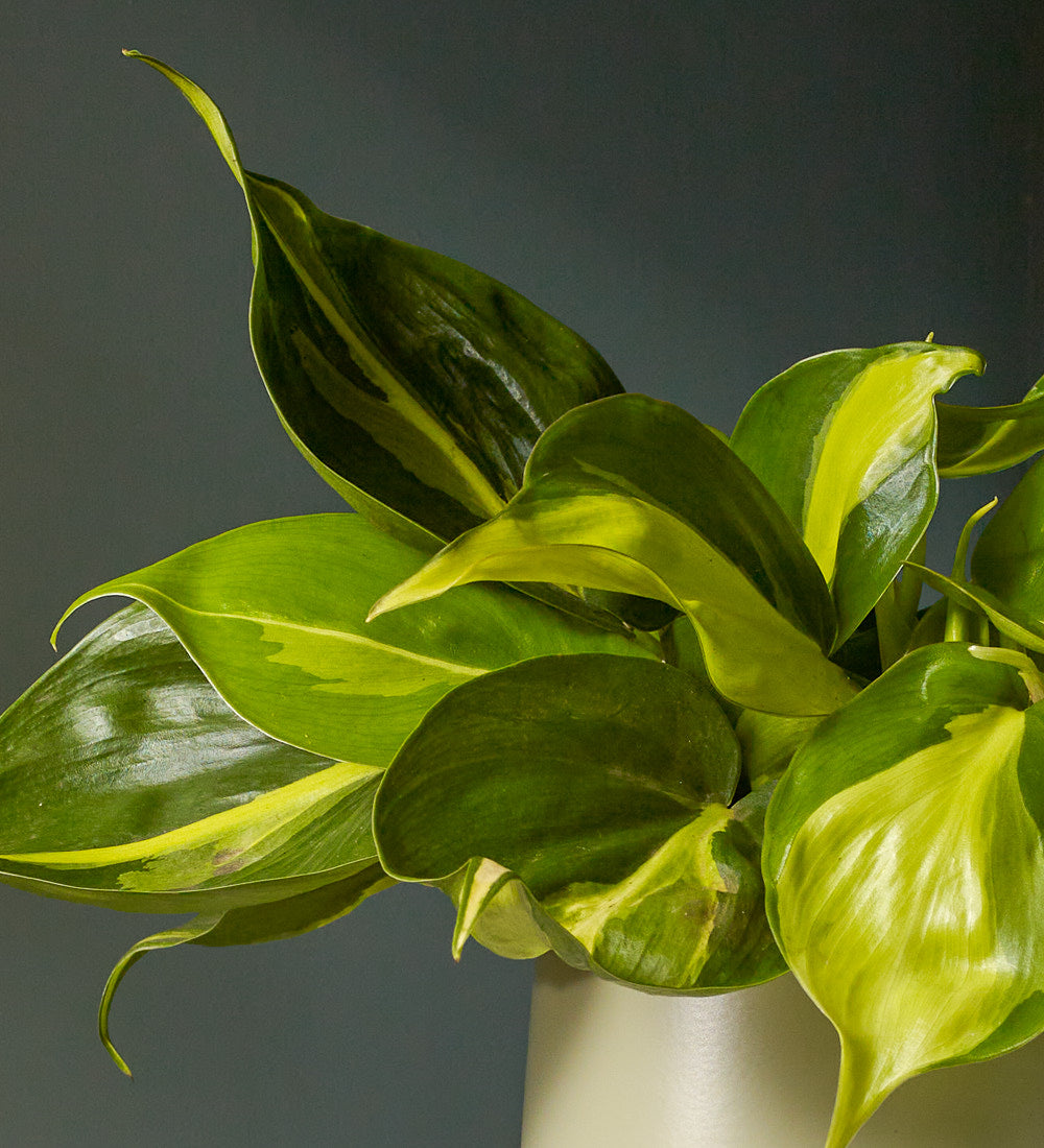 Philodendron Brasil & Pot