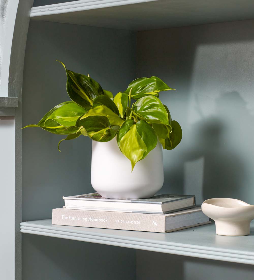 Philodendron Brasil & Pot