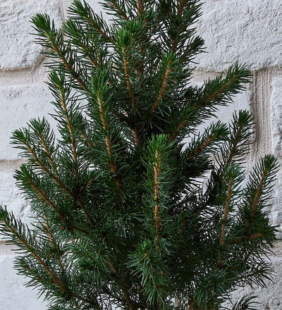 Picea Conica