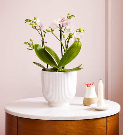 Dazzling Blossom Orchid & Pot