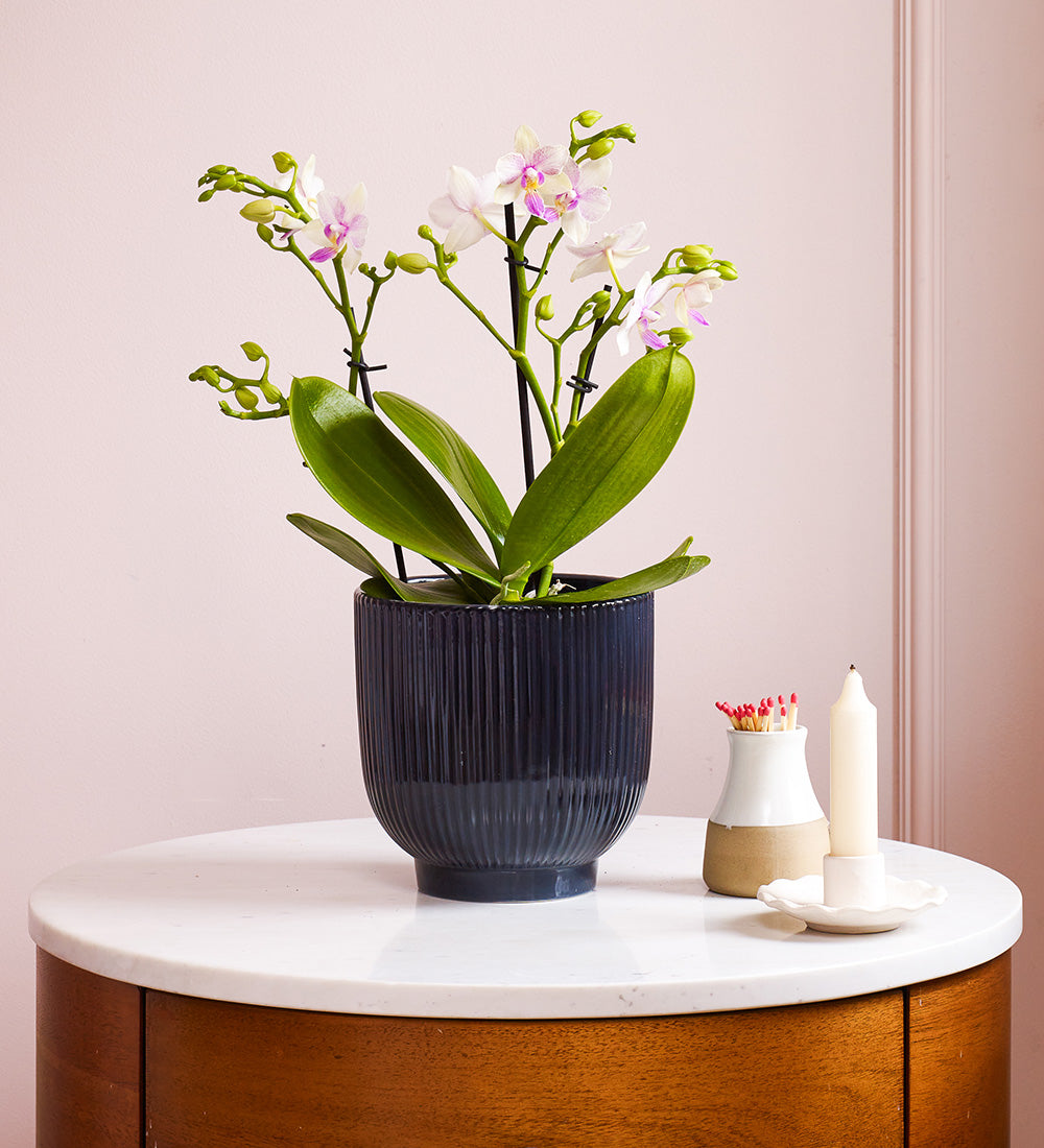 Dazzling Blossom Orchid & Pot