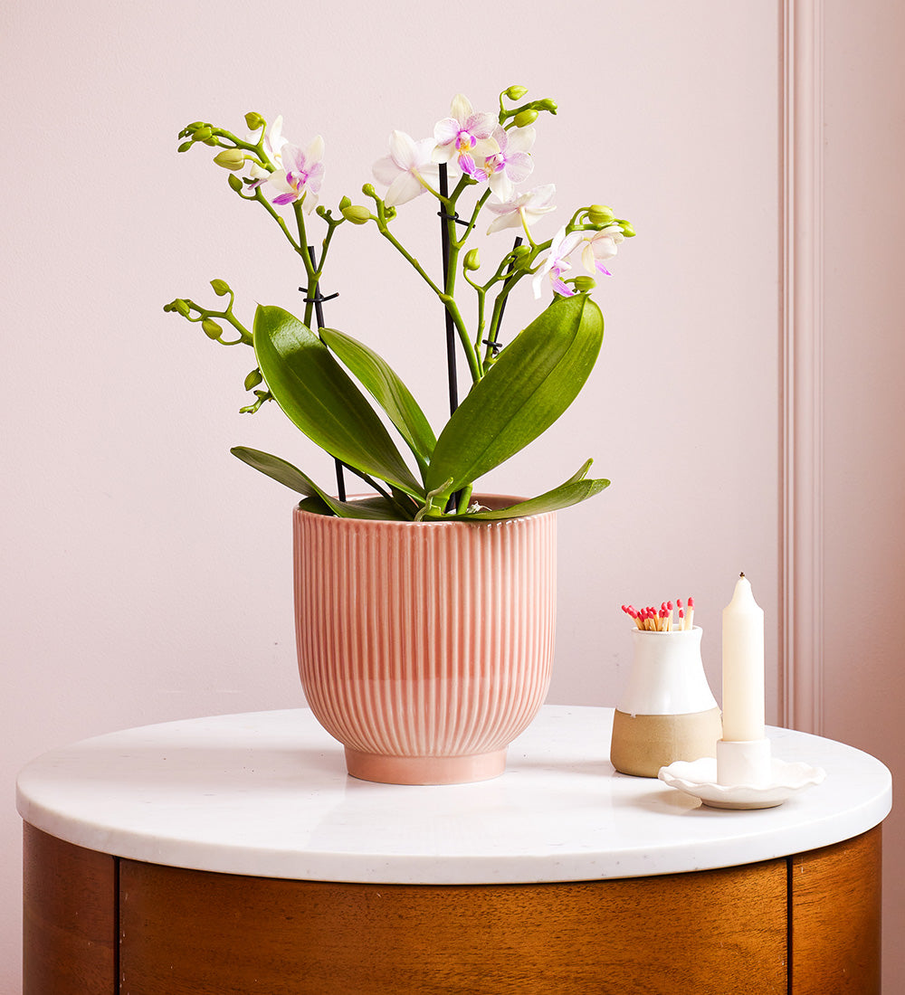 Dazzling Blossom Orchid & Pot