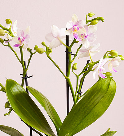 Dazzling Blossom Orchid & Pot