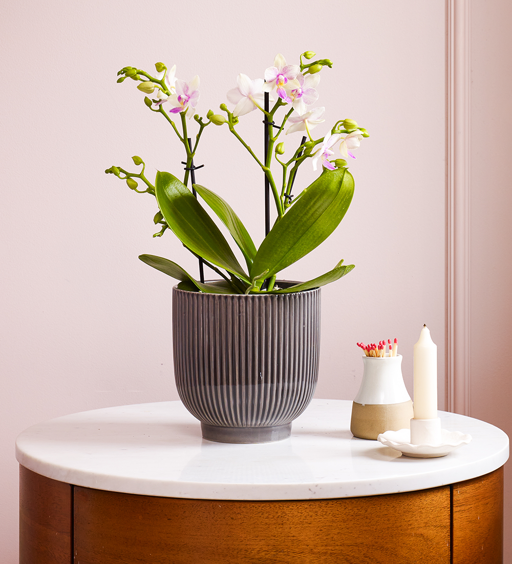 Dazzling Blossom Orchid & Pot