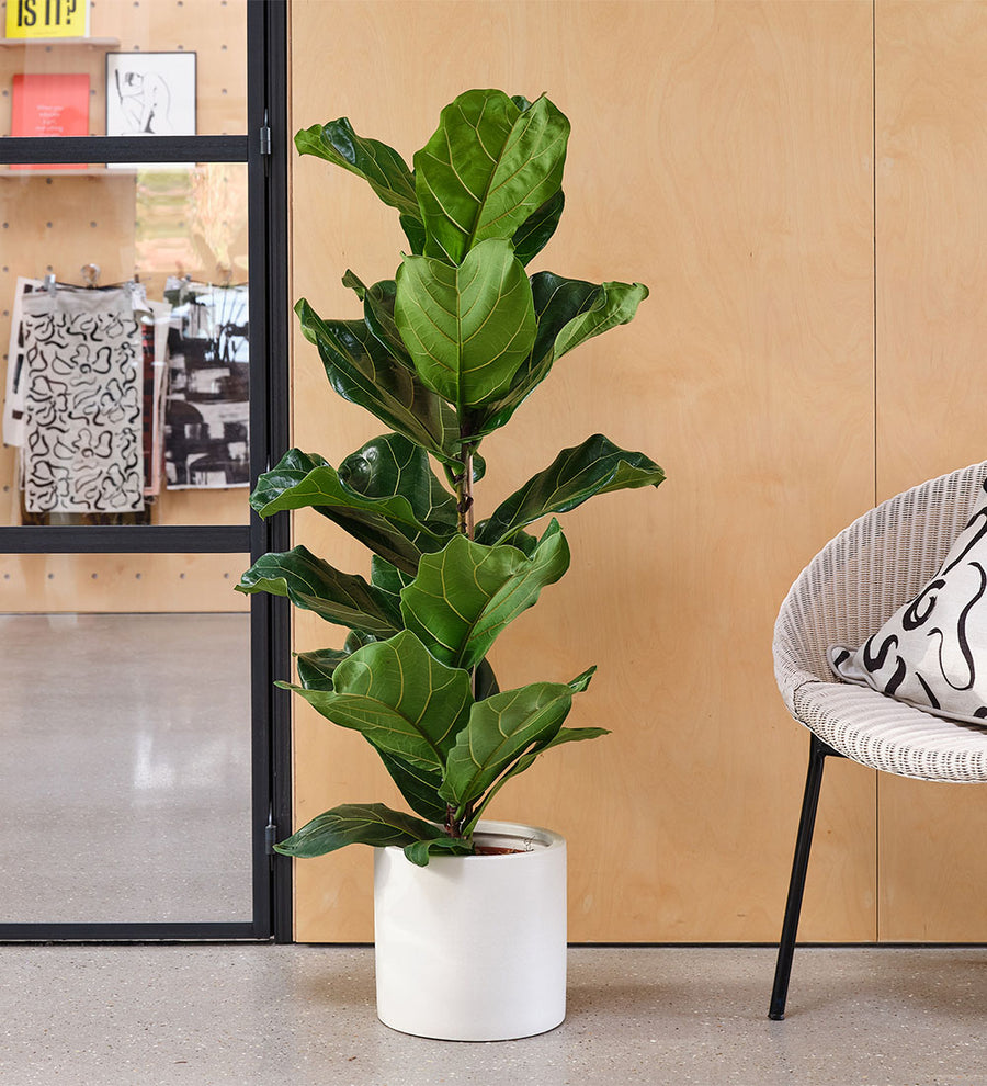 Fiddle-leaf Fig & Pot