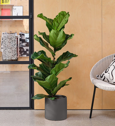 Fiddle-leaf Fig & Pot