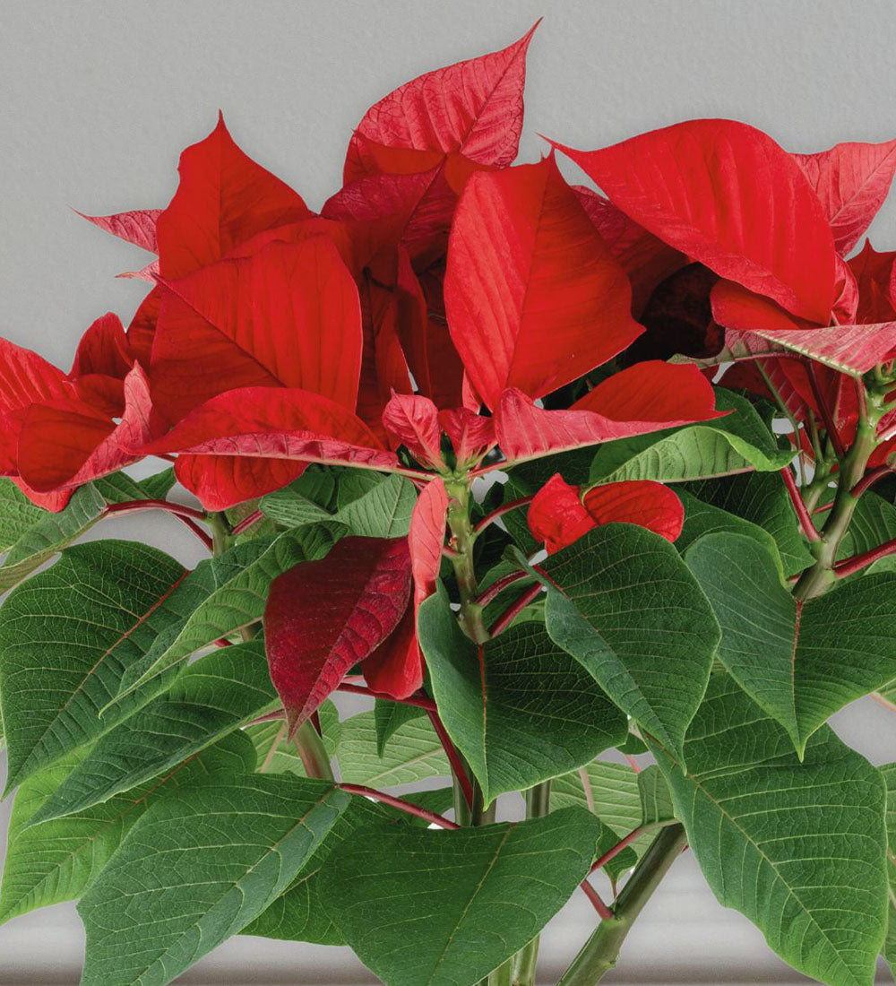 Poinsettia & Gold Pot