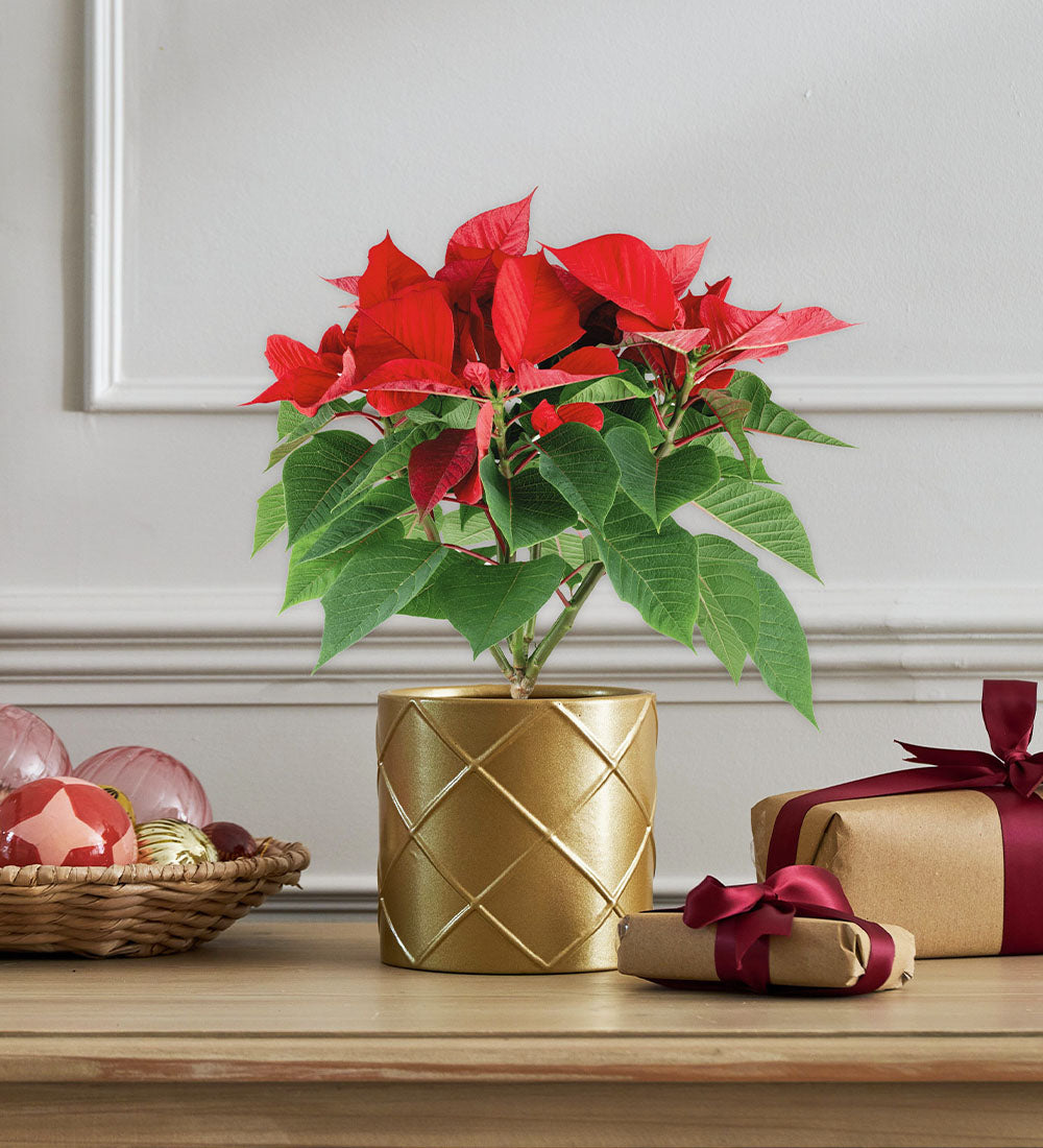 Poinsettia & Gold Pot