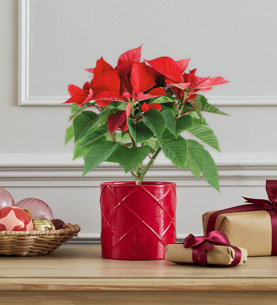 Poinsettia & Red Pot