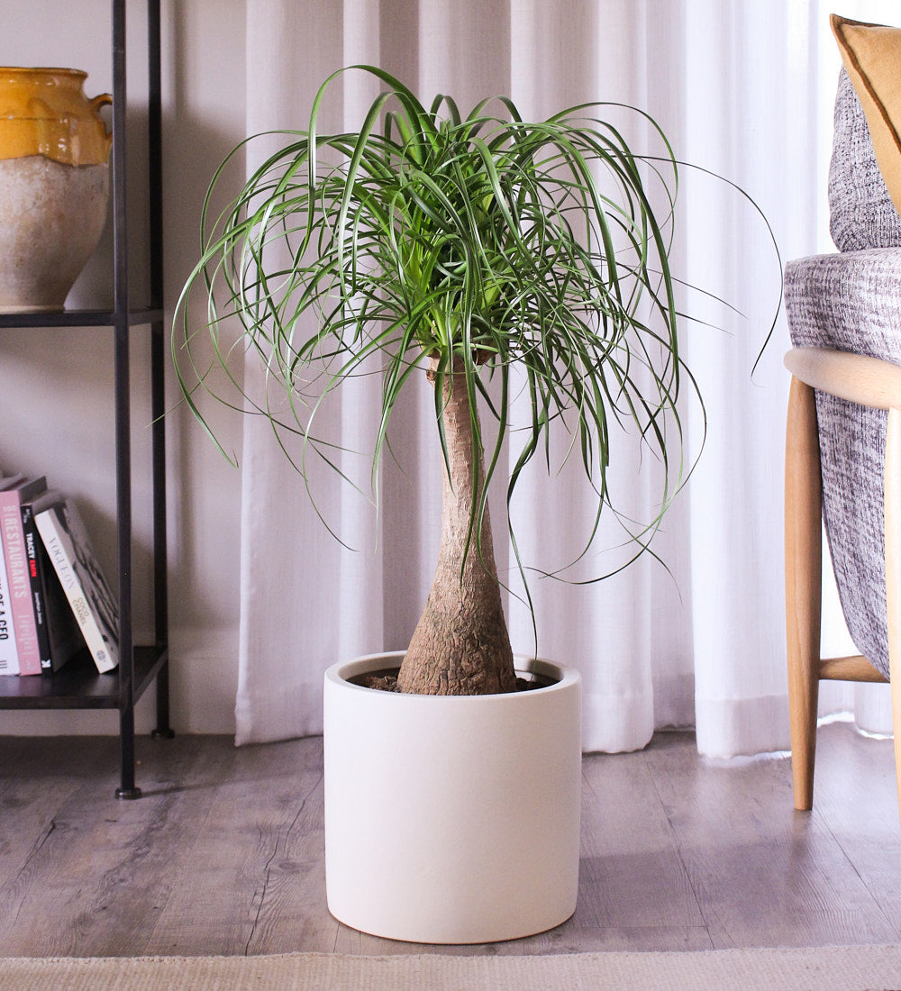 Ponytail Palm