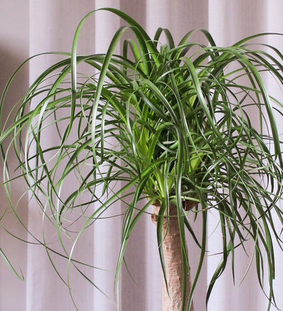 Ponytail Palm