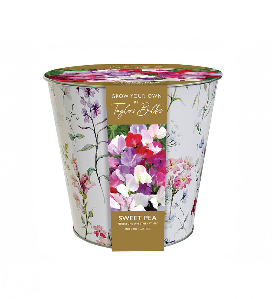 Zinc Floral Sweet Pea Planter