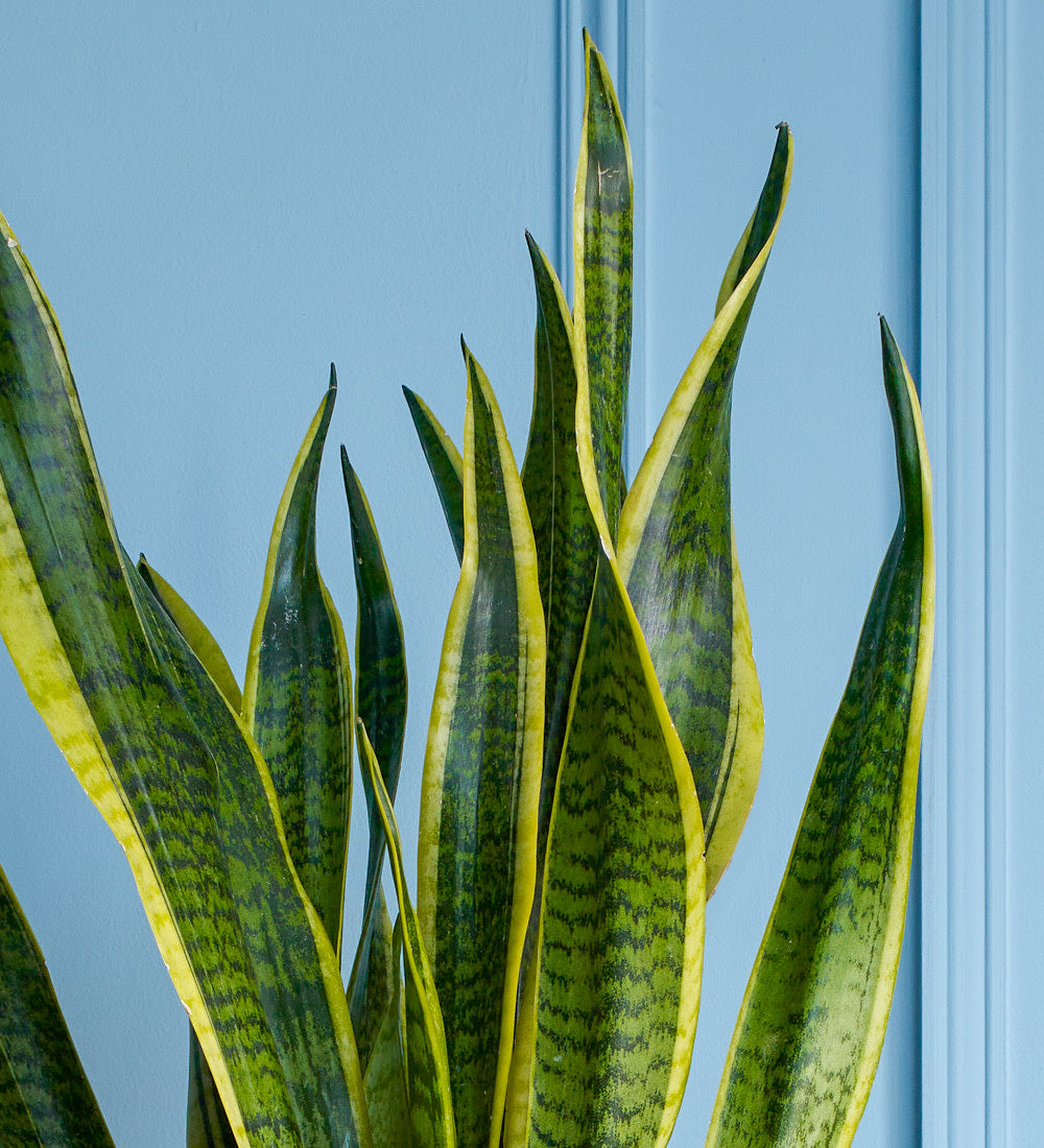 Snake Plant & Pot