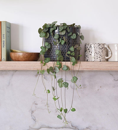 String Of Hearts & Pot