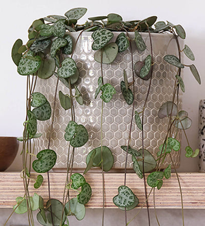 String Of Hearts & Pot