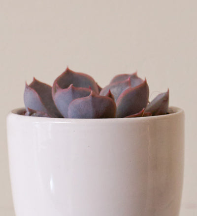 Succulent & Pot