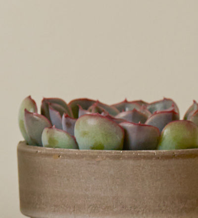 Succulent & Pot