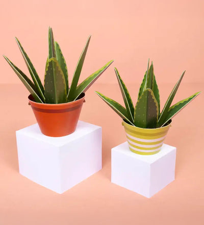 Aloe Vera Mini Paper Plant Kit