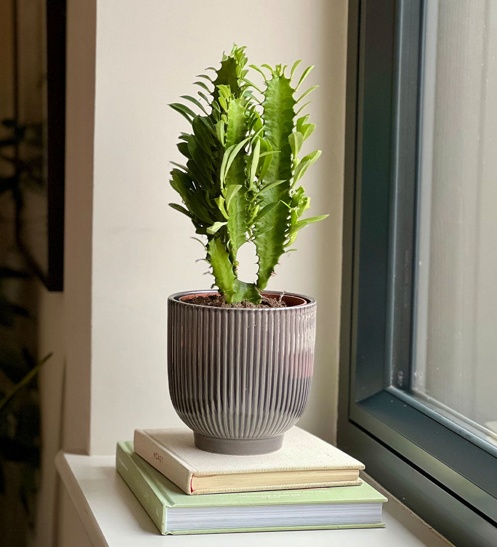 Euphorbia Trigona & Pot