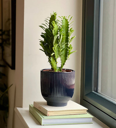 Euphorbia Trigona & Pot