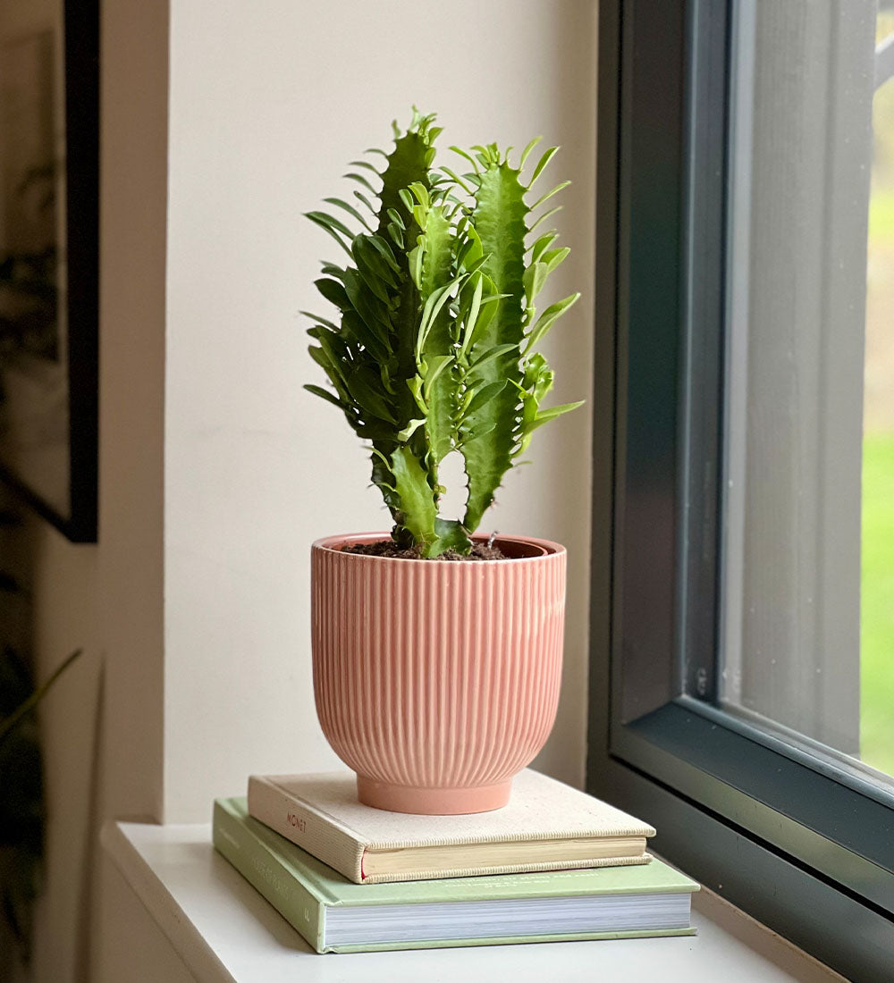 Euphorbia Trigona & Pot