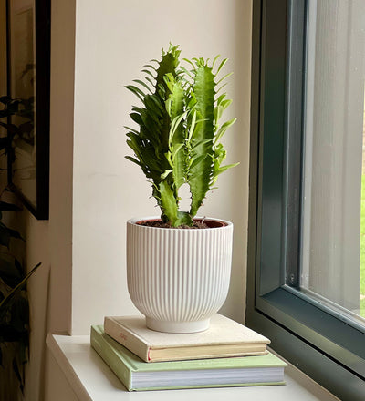 Euphorbia Trigona & Pot