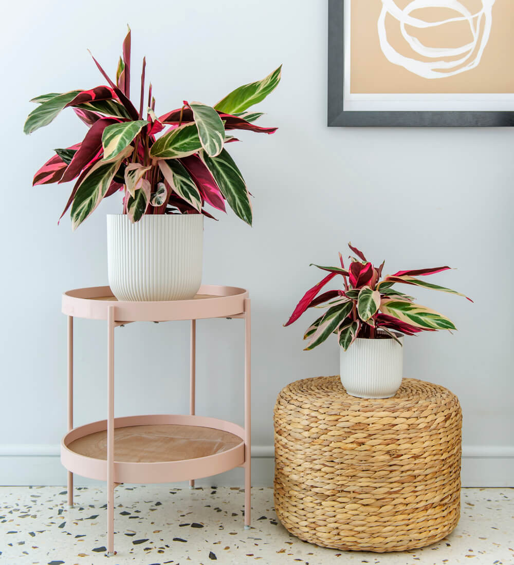 Pet Safe* Stomanthe Triostar | Calathea Triostar hotsell | Stromanthe Sanguinea