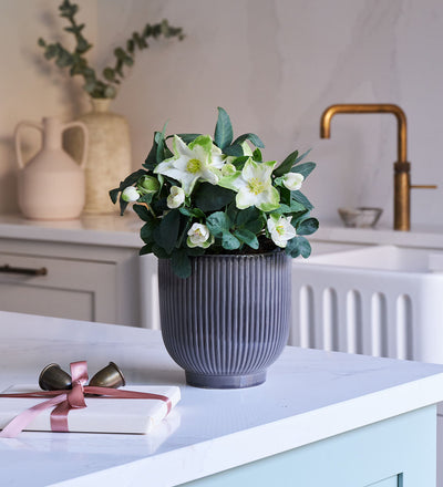 Hellebore & Pot