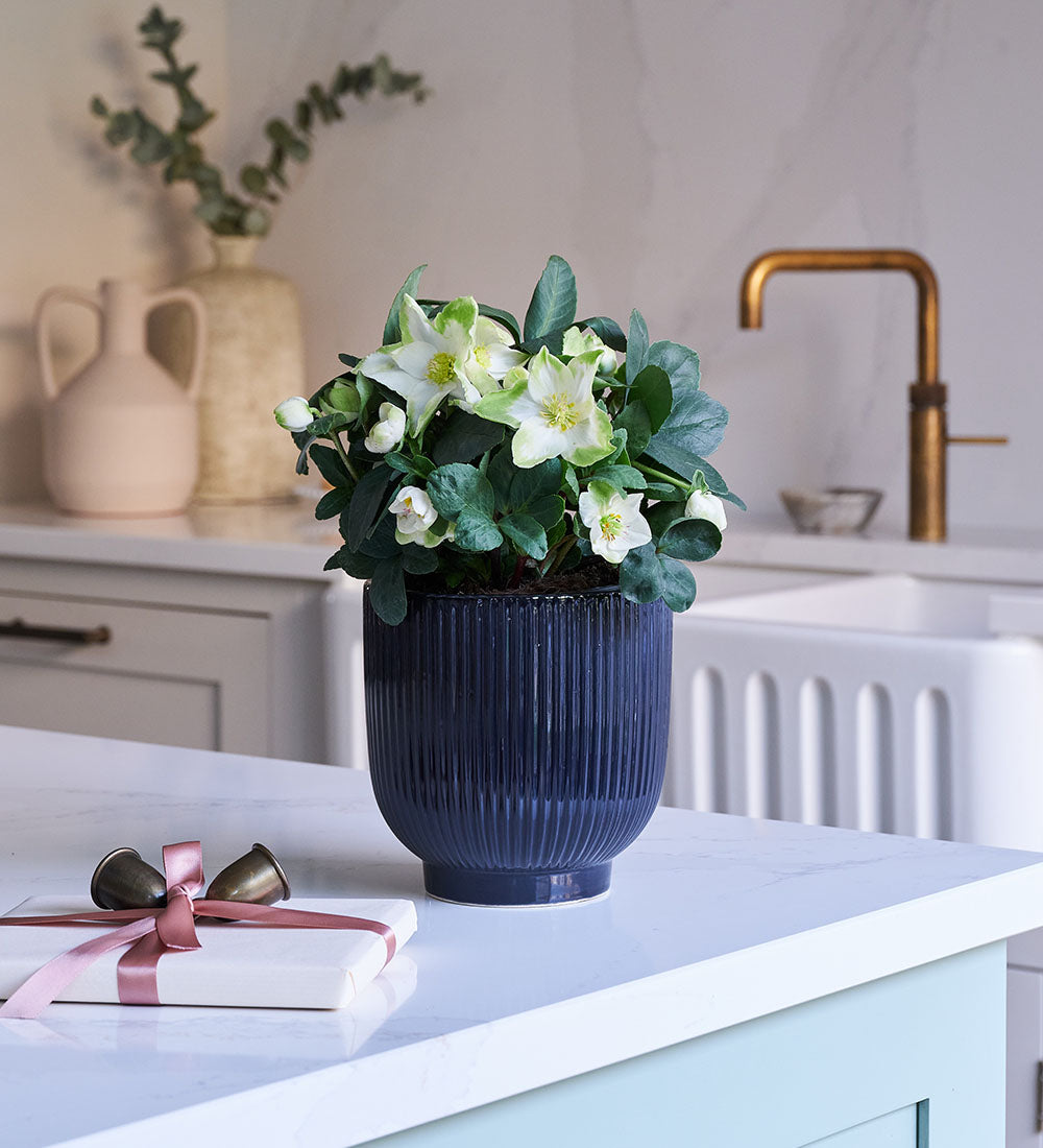 Hellebore & Pot