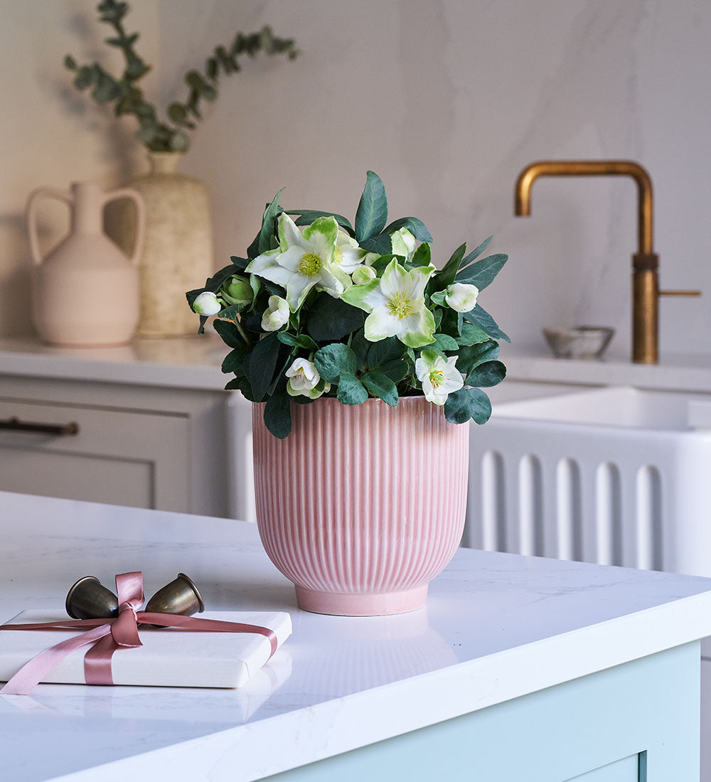 Hellebore & Pot