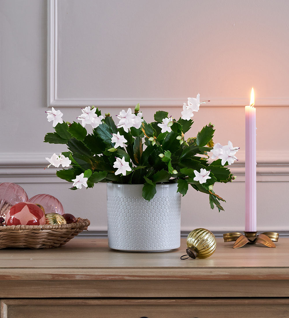 White Christmas Cactus & Pot