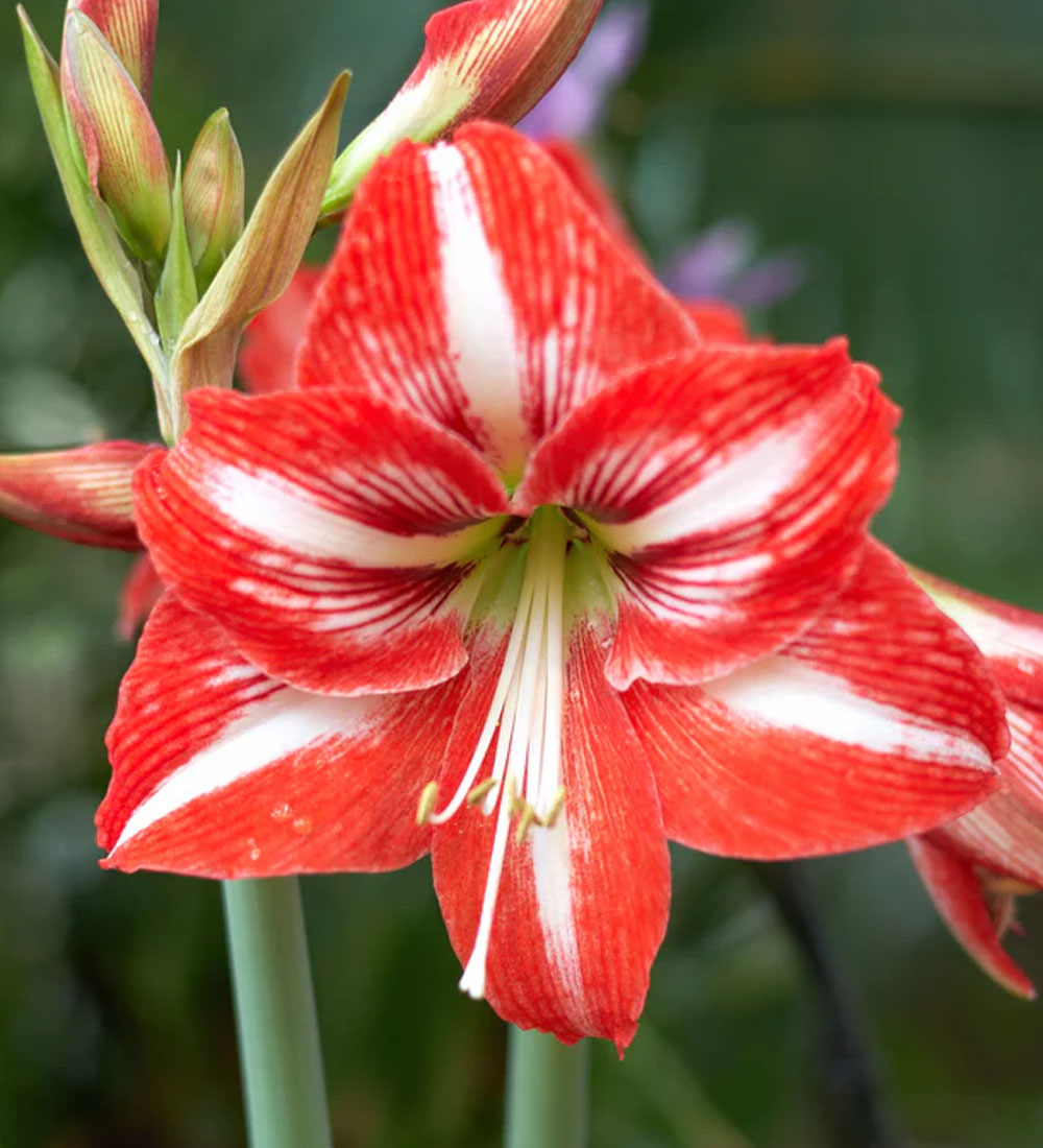 Amaryllis Bulb Kit